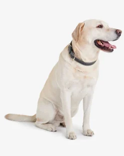 Large Leather Dog Collar